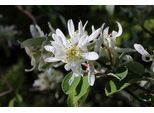 10 X Amelanchier Ovalis ( Rotundifolia) - Pero Ramato 40- 60 Cm - Radice Nuda