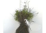 10 X Berberis Thunbergii - Crespino Giapponese 40-60 Cm - Radice Nuda