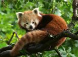 Simpatico Panda Rosso Ravensburger 12000369