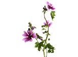Malva Perenne Zebrina Malva Sylvestris In Vaso 9 X 9 Cm