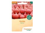 Zucca Di Hokkaido - Red Kuri