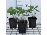 6 X Geranium Phaeum 'Samobor' - Cranesbill - Vaso 9 X 9 Cm
