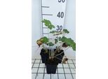 6 X Geranium Ibericum - Cranesbill - Vaso 9 X 9 Cm