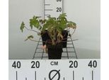 6 X Geranium Macr. 'Spessart' - Cranesbill - Vaso 9 X 9 Cm
