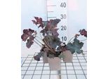 6 X Heuchera Hybr. 'Stormy Seas' - Campane Viola - Vaso 9 X 9 Cm