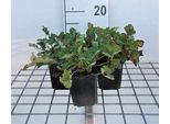 6 X Heuchera Sang. 'Firefly' - Heuchera Viola - Vaso 9 X 9 Cm