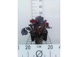 6 X Heuchera Hybr. 'Plum Pudding' - Campanella Viola - Vaso 9 X 9 Cm