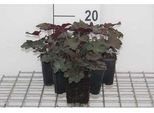 6 X Heuchera Mic. 'Palace Purple' - Campanula Viola - Vaso 9 X 9 Cm