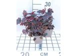 6 X Heuchera Hybr. 'Rachel' - Campanula Viola - Vaso 9 X 9 Cm