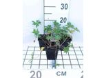 6 X Geranium Pratense - Cranesbill - Vaso 9 X 9 Cm