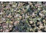 6 X Heuchera Hybr. 'Chocolate Ruffles'® - Campane Viola - Vaso 9 X 9 Cm