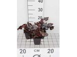 6 X Heuchera Hybr. 'Obsidian' - Campanula Viola - Vaso 9 X 9 Cm