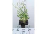 6 X Geranium Phaeum 'Album' - Cranesbill - Vaso 9 X 9 Cm