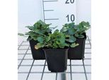 6 X Heuchera Briz. 'Schneewittchen' - Campanula Viola - Vaso 9 X 9 Cm