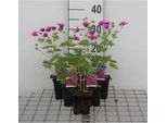 6 X Geranium Psilostemon - Cranesbill - Vaso 9 X 9 Cm