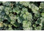 6 X Heuchera Hybr. 'Mint Frost' - Campanula Viola - Vaso 9 X 9 Cm