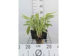 6 X Hosta Hybr. 'Undulata Albomarginata' - Vaso 9 X 9 Cm
