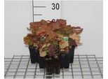 6 X Heuchera Hybr. 'Caramel'® - Campanula Viola - Vaso 9 X 9 Cm