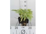 6 X Hosta Sieb. 'Frances Williams' - Vaso 9 X 9 Cm