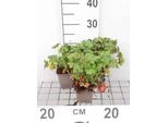 6 X Geranium Macr. 'Czakor' - Cranesbill - Vaso 9 X 9 Cm