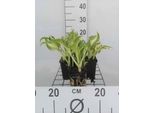6 X Hosta Hybr. 'Undulata Mediovariegata' - Vaso 9 X 9 Cm X 9 Cm