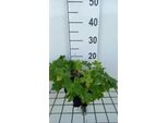 6 X Geranium Phaeum 'Raven' - Cranesbill - Vaso 9 X 9 Cm