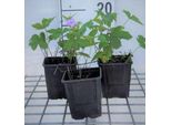 6 X Geranium Nodosum - Cranesbill - Vaso 9 X 9 Cm