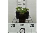 6 X Geranium Renardii - Cranesbill - Vaso 9 X 9 Cm