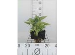 6 X Hosta Sieb. 'Elegans' - Hosta - Vaso 9 X 9 Cm