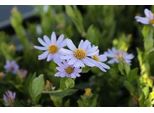 6 X Kalimeris Inc. Blue Star' - Abbellitore - Vaso 9 X 9 Cm