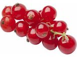 Rote Johannisbeere Ribes R. 'Jonkheer Van Tets' 60-70 Cm