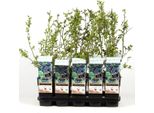 Mirtillo Bluecrop Circa 60 Cm - Vaccinium Corymbosum - Mirtillo Coltivato Resistente In Vaso