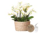 Kolibri Orchidee Bianche In Cesto Di Canne Con Serbatoio D'acqua Tre Orchidee Bianche Lausanne 9Cm E Tre Piante Verdi Rhipsalis Jungle Bouquet Bianco Con Serbatoio D'acqua Autosufficiente