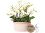 Kolibri Set Di Piante Bianche In Cesto Di Cotone Con Serbatoio D'acqua Tre Orchidee Bianche Lausanne 9Cm E Tre Piante Verdi Rhipsalis Jungle Bouquet Bianco Con Serbatoio D'acqua Autosufficiente