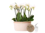 Set Di Piante Bianche Colibrì In Cesto Di Cotone Con Serbatoio D'acqua 3 Orchidee Bianche Amabilis 9Cm E 3 Piante Verdi Rhipsalis