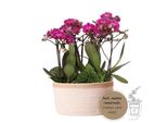 Set Di Piante Colibrì Viola In Cesto Di Cotone Incl. Serbatoio D'acqua Tre Orchidee Viola Morelia 9Cm E Tre Piante Verdi Rhipsalis Jungle Bouquet Viola Con Serbatoio D'acqua Autosufficiente