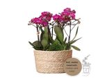 Set Di Piante Colibrì Viola In Cesto Di Canne Incluso Serbatoio D'acqua Tre Orchidee Viola Morelia 9Cm E Tre Piante Verdi Rhipsalis Jungle Bouquet Viola Con Serbatoio D'acqua Autosufficiente
