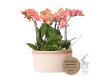 Kolibri Orchidee Arancioni Set Di Piante In Cesto Di Cotone Incl. Serbatoio D'acqua Tre Orchidee Arancioni Bozen 9Cm E Tre Piante Verdi Rhipsalis Jungle Bouquet Arancione Con Serbatoio D'acqua Autosufficiente