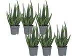 Aloe Vera - 6 Pezzi - Aloe Barbadensis - Altezza 25-40Cm - ⌀10,5Cm