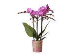 Kolibri Orchidee Viola/Rosa Phalaenopsis Orchidea Mineral Vienna Vaso 9Cm Pianta Da Appartamento Fiorita Fresca Dal Coltivatore
