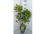 Cotinus Cogg. 'Lemon Lady'® - Arbusto Di Parrucca 40- 60 Cm In Contenitore