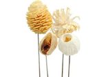 Capolini Essiccati Di Leucodendro Su Filo Per Composizioni E Decorazioni Floreali