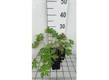 6 X Geranium Hybr. 'Spinners' - Cranesbill - Vaso 9 X 9 Cm