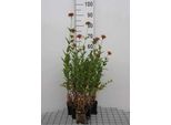 6 X Lychnis Chalcedonica - Garofano Luminoso - Vaso 9 X 9 Cm