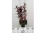 6 X Lychnis Arkw. 'Vesuvius' - Campioncino - Vaso 9 X 9 Cm