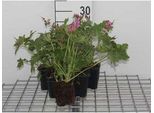6 X Geranium Macr. 'Bevan's Variety' - Cranesbill - Vaso 9 X 9 Cm