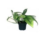Epipremnum Cebu Blue - Pianta Di Edera, Vaso Da 15 Cm Circa, Ø 6 Cm - Pianta D'appartamento Esotica, Facile Da Curare, Pianta Verde Per La Casa