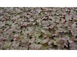 6 X Heuchera Hybr. 'Pinot Gris' - Campane Viola - Vaso Da 9 X 9 Cm