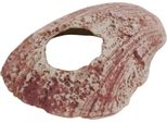 Nobby Aqua Ornamenti "Muschel"" 10,8 X 12,5 X 5 Cm"