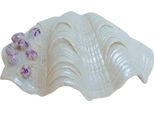 Nobby Aqua Ornaments "Conchiglia"" 14,5 X 10,7 X 5,3 Cm"
